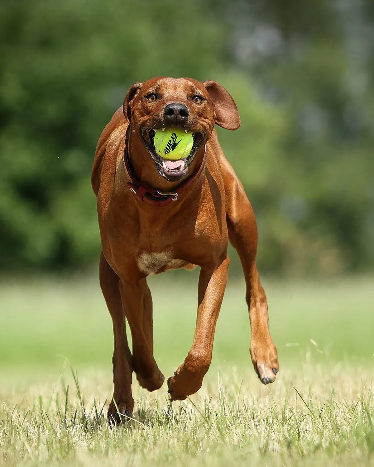 Hund läuft mit einem Ball über eine Wiese