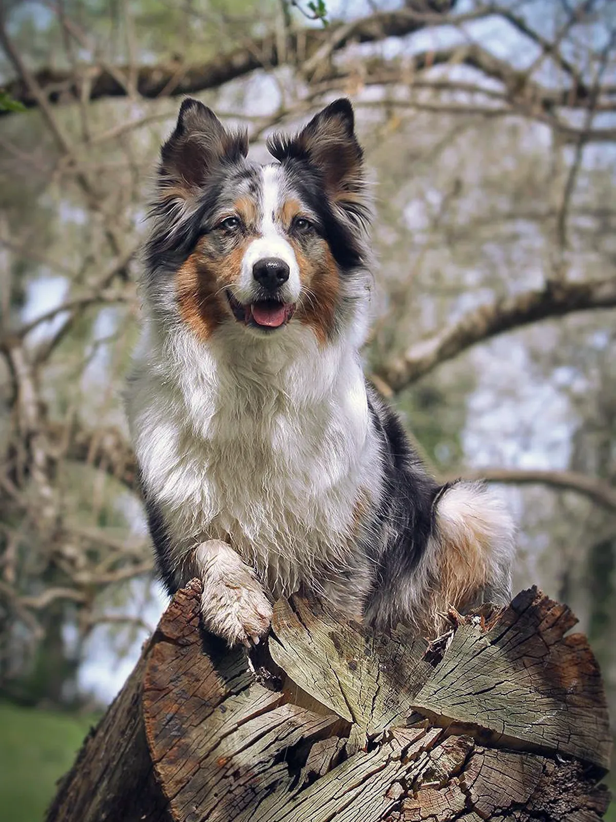 Australian Shepherd sitzt auf einem Baumstumpf
